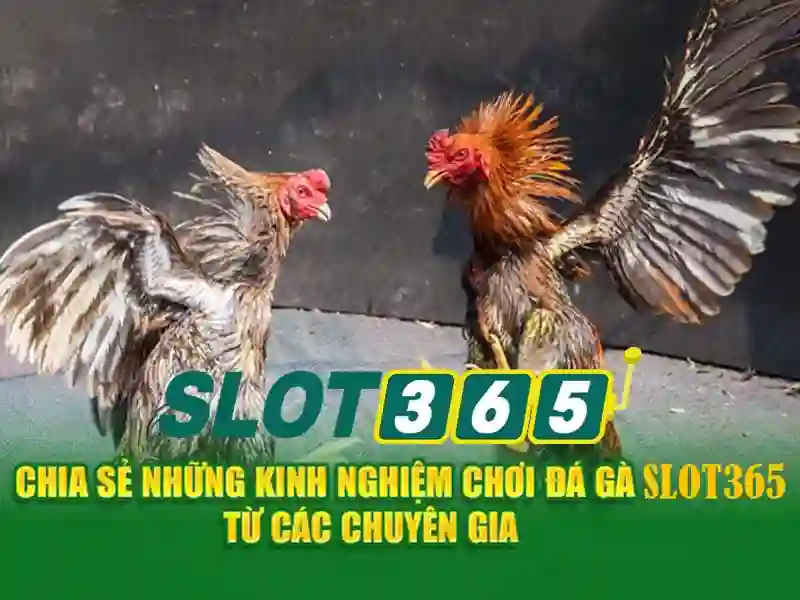 Các lợi thế nổi bật