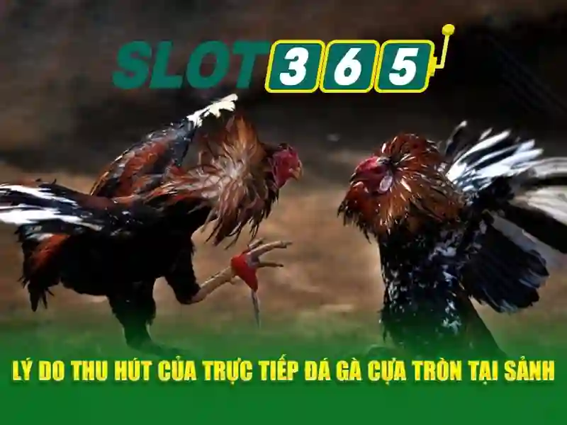 Slot365 - Đánh giá tổng quan về sòng bạc trực tuyến