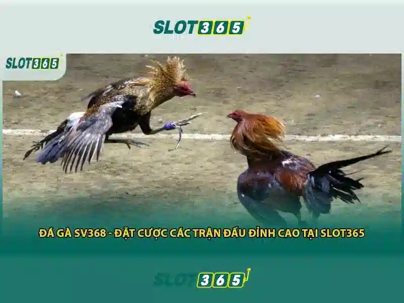 Slot365 Nền tảng chơi slot trực tuyến hàng đầu