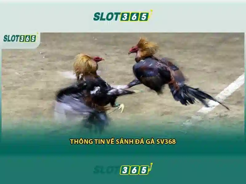 Trải nghiệm người dùng tại Slot365 Trải nghiệm người dùng tại Slot365
