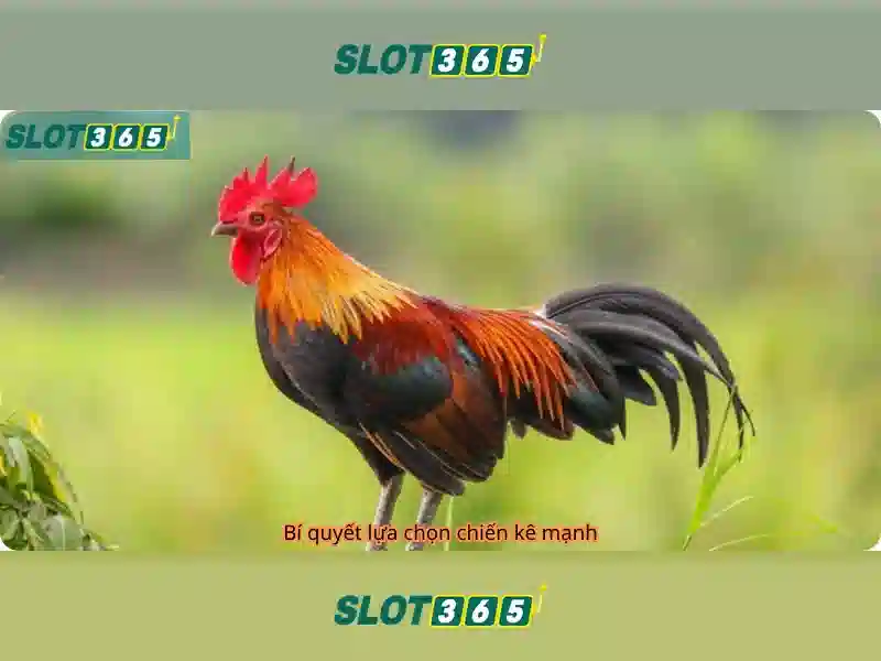 Kiểm soát rút tiền và an toàn trên slot365 link alternatif