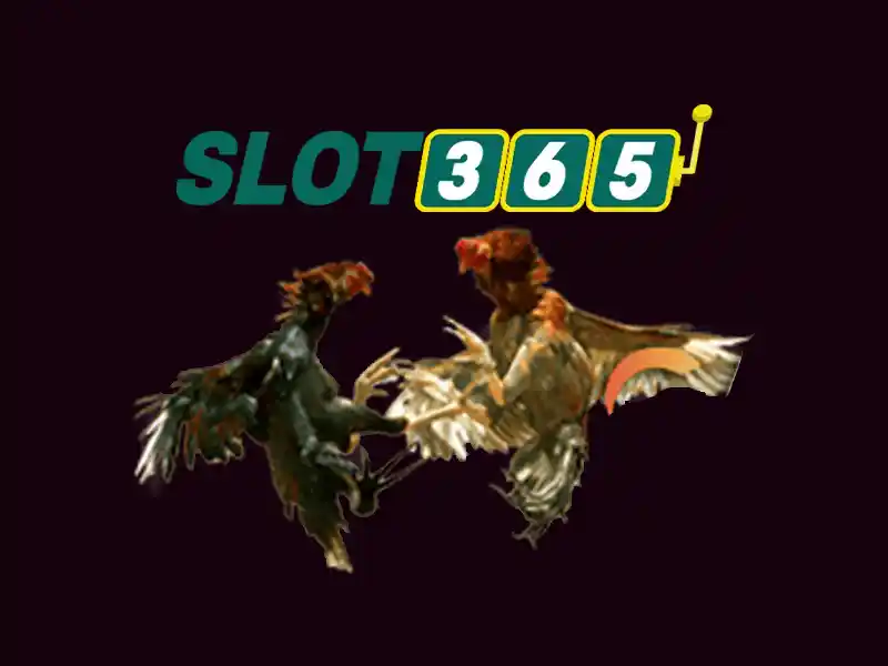 slot365-hero